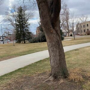 Photo of trees in Greeley