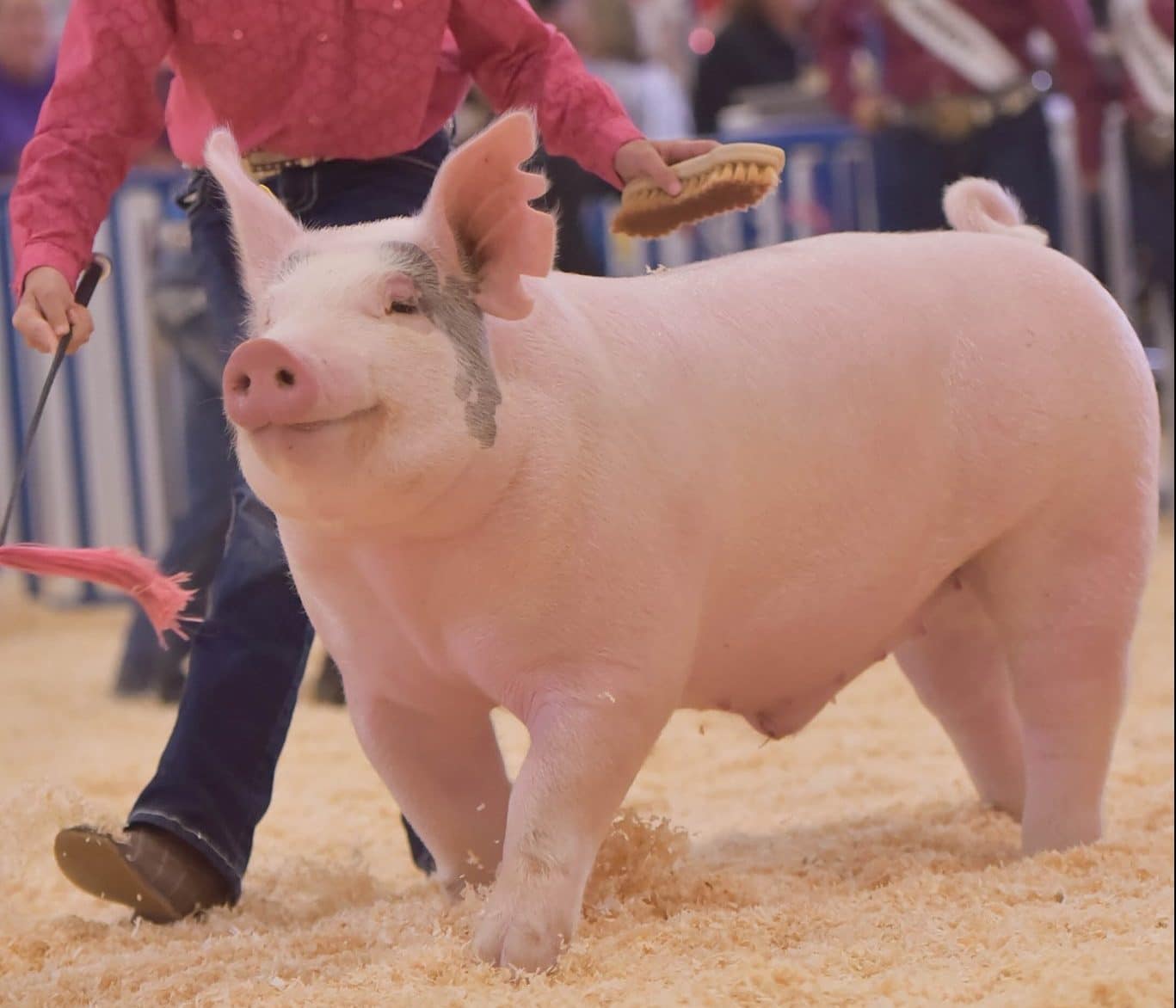 A smiling pink pig trots through sawdust with its handler at the Weld County Fair